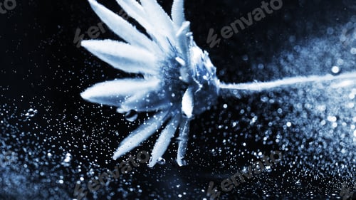 Preview: Abstract Underwater Composition With Dried Flower, Bubbles And Light