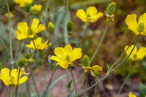 Preview: Bright Yellow Flowers Buttercup, Crowfoot (Ranunculus Illyricus) In Garden. Unique Wild Plants In