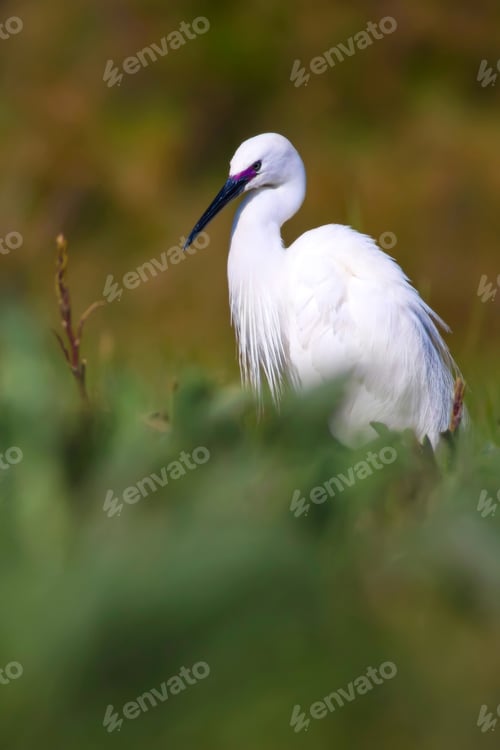 Preview: White Heron. Green Nature Background.