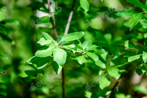 Preview: Tree Leaves In Harsh Sunlight With Tree Trunks In Background