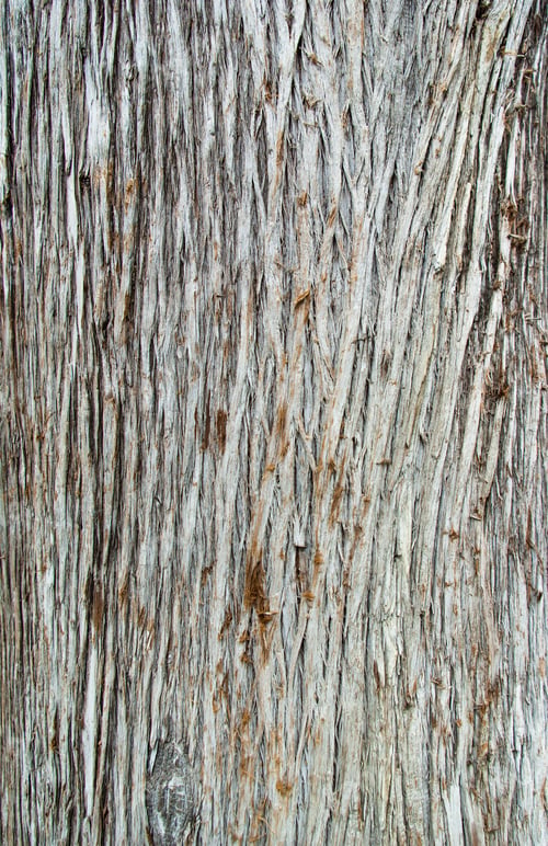 Vorschau: Textur der Rinde des Baumes Cupressus Sempervirens