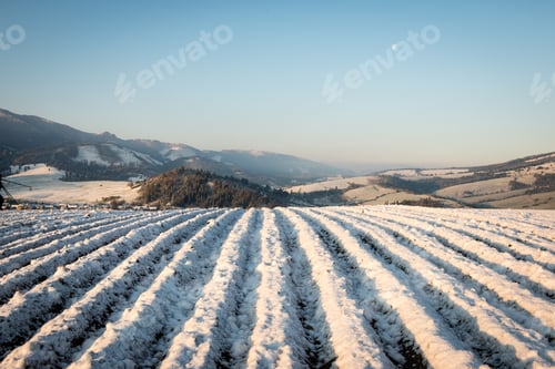 Preview: Plotted Agriculture Fields In Winter Under The Snow