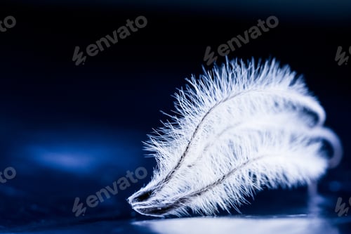 Preview: Abstract Composition With Dried Clematis Seeds And Light