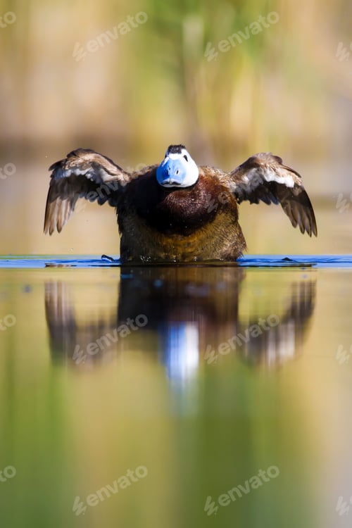 Preview: Swimming Duck. Colorful Nature Background. Bird: White Headed Duck. Oxyura Leucocephala.