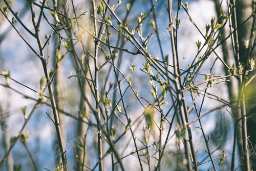 Preview: Trees In The Forest - The Crown Of Leaves Against The Sky In Spring - Vintage Matte Look