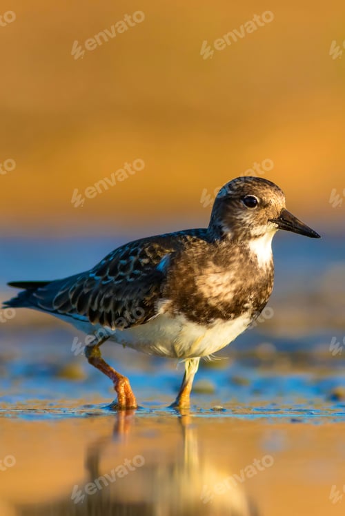 Preview: Cute Water Bird. Common Bird Ruddy Turnstone. Colorful Nature Background. Bird: Ruddy Turnstone