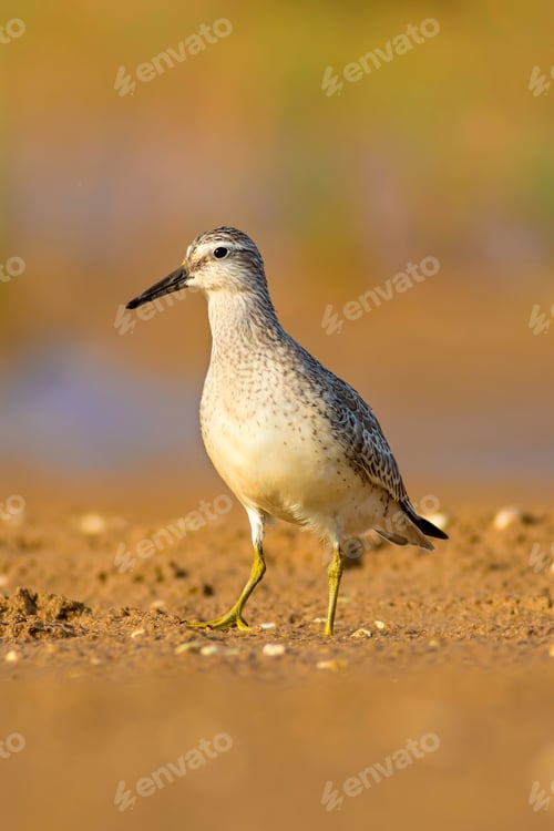 Preview: Water Bird. Natural Background. Bird: Red Knot. Calidris Canutus