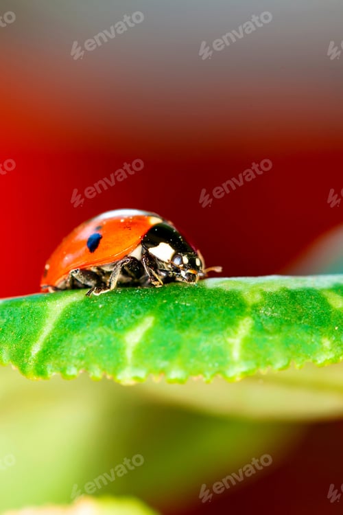 Preview: Cute Lady Bird. Natural Red Background. Ladybug.