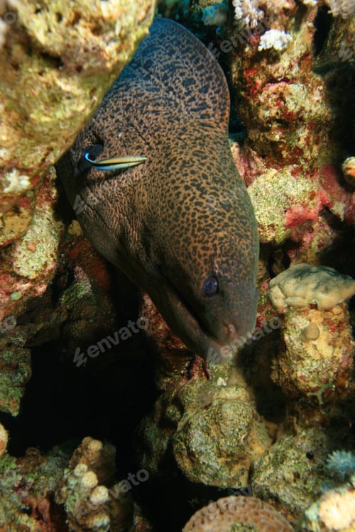 Preview: Giant Moray Eel (Gymnothorax Javanicus) And Cleaner Wrasse