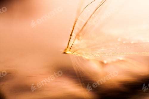 Preview: Macro, Abstract Composition With Colorful Water Drops On Dandelion Seeds