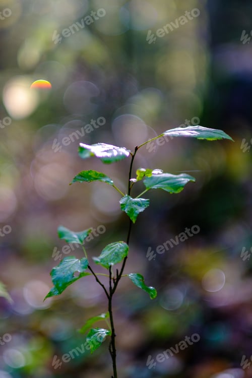 Preview: Abstract Autumn Colored Leaf Pettern In Nature With Blur Background And Moody Colors