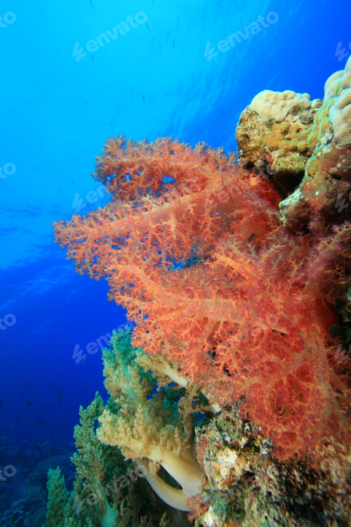 Preview: Red Soft Coral (Dendronephthya)