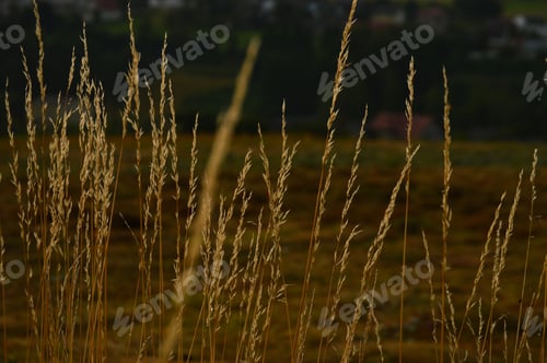 Preview: Sunny Meadow With Flowers And Green Grass In Summer At Countryside