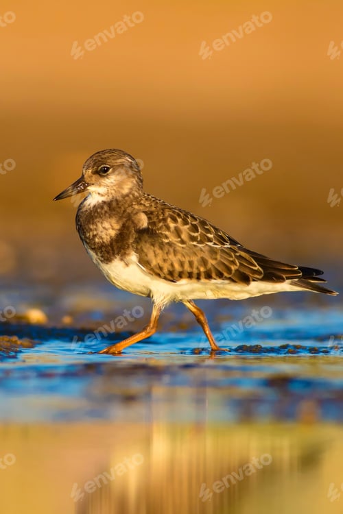 Preview: Cute Water Bird. Common Bird Ruddy Turnstone. Colorful Nature Background. Bird: Ruddy Turnstone