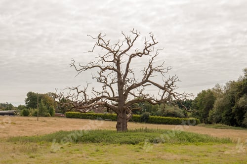 Preview: Craggy Old Oak Tree In A Springtime Meadow.