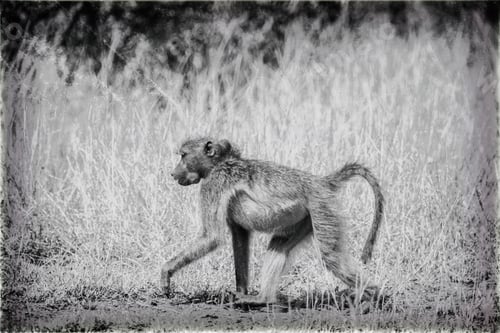Preview: Vintage Style Image Of A Baboon In The Hwange National Park, Zimbabwe