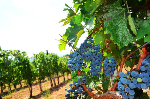 Preview: Black Grapes And Colorful Leaves,Vineyards, Wine & Grapes