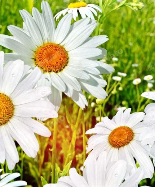 Preview: Wildflowers Daisies. Summer Landscape.