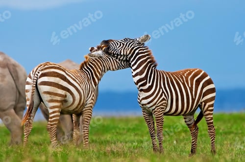 Preview: Zebras In The Lake Nakuru National Park In Kenya, Africa