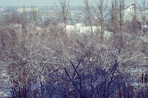 Preview: Winter Urban Frosty Landscape - Snow Covered Trees On Foggy Background