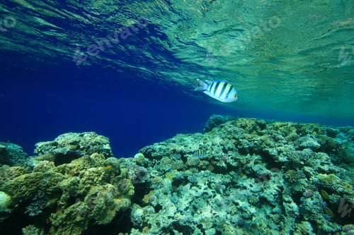 Preview: Shallow Coral Reef