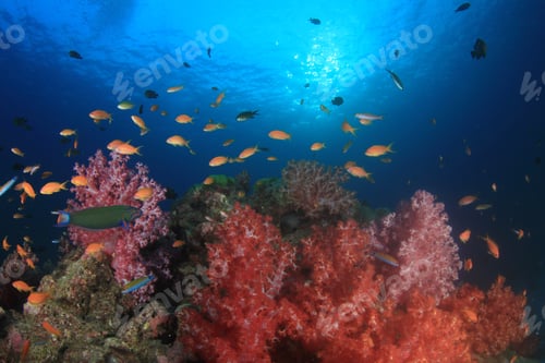 Preview: Coral Reef Underwater