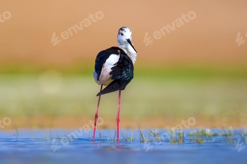 Preview: Common Water Bird. Colorful Nature Background. Bird: Black Winged Stilt. Himantopus Himantopus