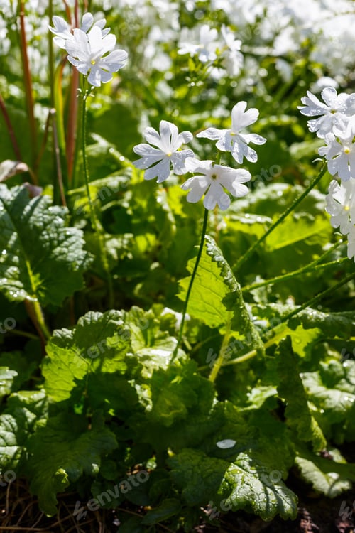 Preview: White Flowers Primula (Sort Primula Sieboldii E.Morren) In Summer Or Spirng Garden