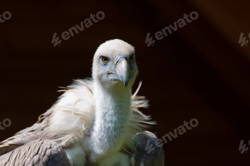 Preview: European Griffon Vulture (Gyps Fulvus Fulvus)
