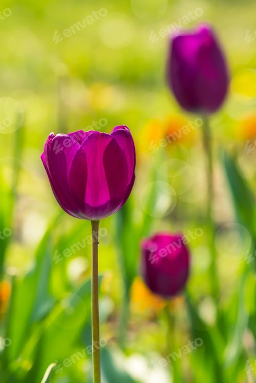 Preview: Purple Tulip On Blurred Background Of Colored Bokeh