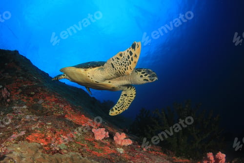 Preview: Hawksbill Sea Turtle