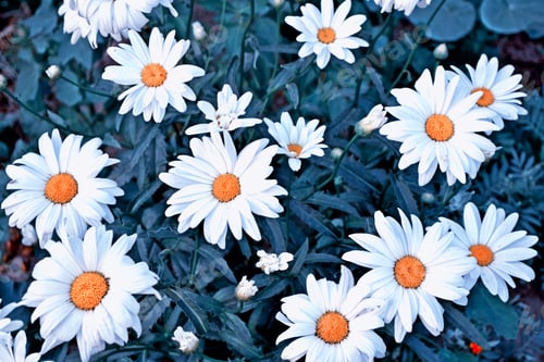 Preview: Wildflowers Daisies. Summer Landscape. White Chamomile Flowers