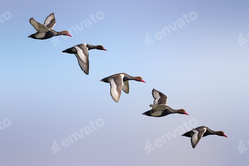 Preview: Flying Duck. Isolated Ducks. Blue Sky Background. Bird: Red Crested Pochard. Netta Rufina.