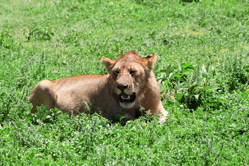 Preview: African Lioness In The Serengeti National Park, Tanzania