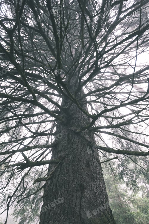 Preview: Misty Wet Morning In The Woods. Forest With Trunks And Tourist Trails In The Rain. Large Old Tree