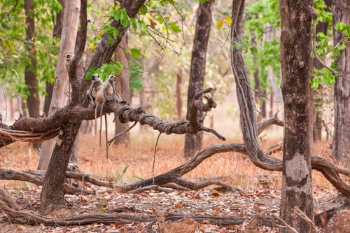 Preview: Vanishing Indian Wildlife: Gray Langurs Also Known As Hanuman Langurs In The Bandhavgarh National