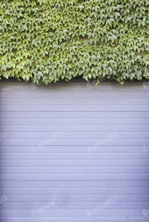 Vorschau: Efeu an einer Wand, Detail einiger Pflanzen in einer Metallwand
