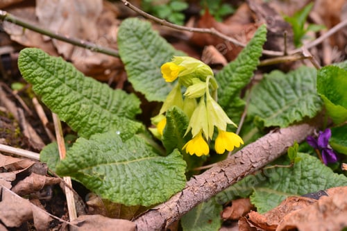 Preview: Primula Veris In Natural Habitat