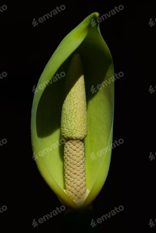 Preview: Beautiful Zamioculcas Flower