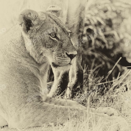 Preview: Vintage Style Black And White Image Of An African Lioness In The Maasai Mara National Park, Kenya