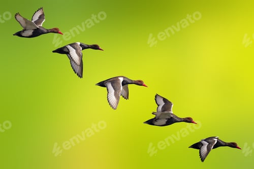 Preview: Flying Duck. Isolated Ducks. Green Nature Background. Bird: Red Crested Pochard. Netta Rufina.