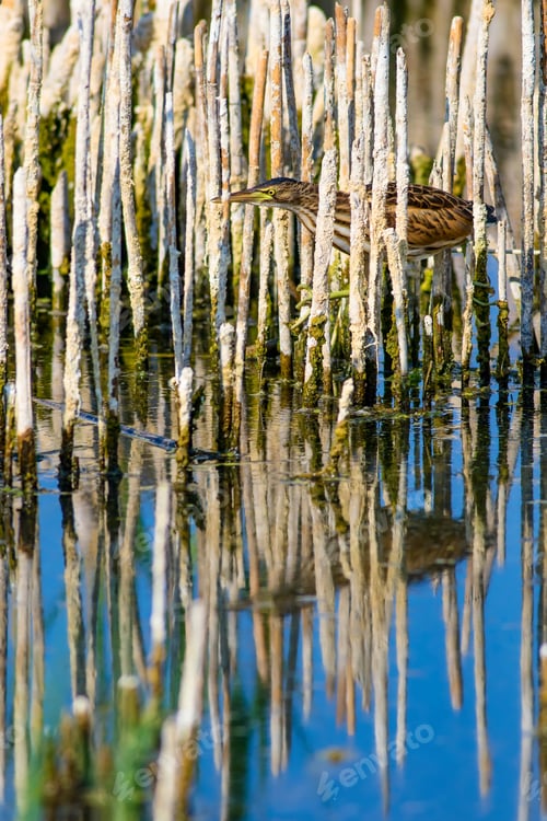 Preview: Heron And Habitat. Lake Reeds Background. Camouflage Animal. Bird: Common Squacco Heron. Ardeola