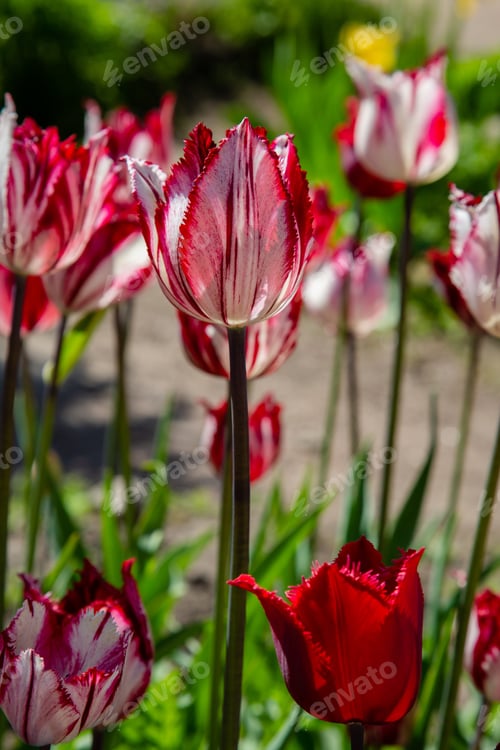 Preview: Beautiful Tulip White With Red In The Spring Garden. The Cultivation Of Bulbous Plants. Tulips Are