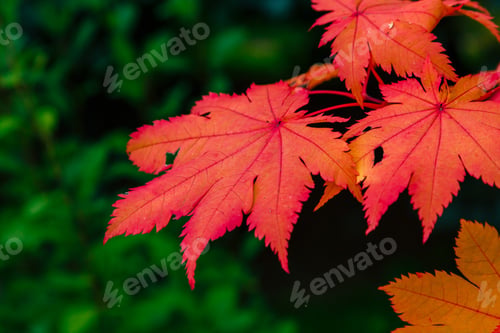 Preview: Acer Japonicum In Autumn Garden