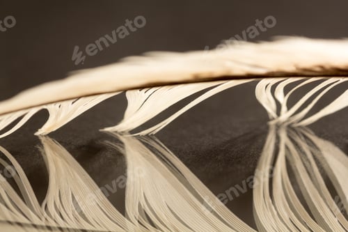 Preview: Black And White Photo Of Rooster Feather With Details And Reflexions