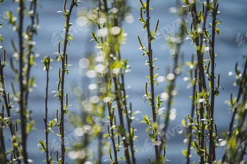 Preview: Spring Blossoms And Leaves On Birch Trees On Blur Background. Rural Scene With Fresh Green Foliage