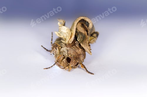 Preview: Moth Mocro Photo. White Blue Natural Background.