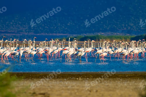 Preview: Flomingos. Natural Background. Nature Photo.