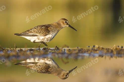 Preview: Water Bird. Yellow Green Nature Background. Bird: Ruff. Philomachus Pugnax.