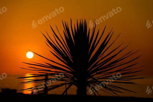 Preview: Silhouette Of Sabal Palmetto Leaves Against Sunset Sky